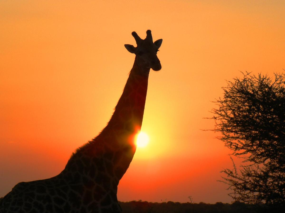 Mohlabetsi Safari Lodge Hoedspruit Exterior foto