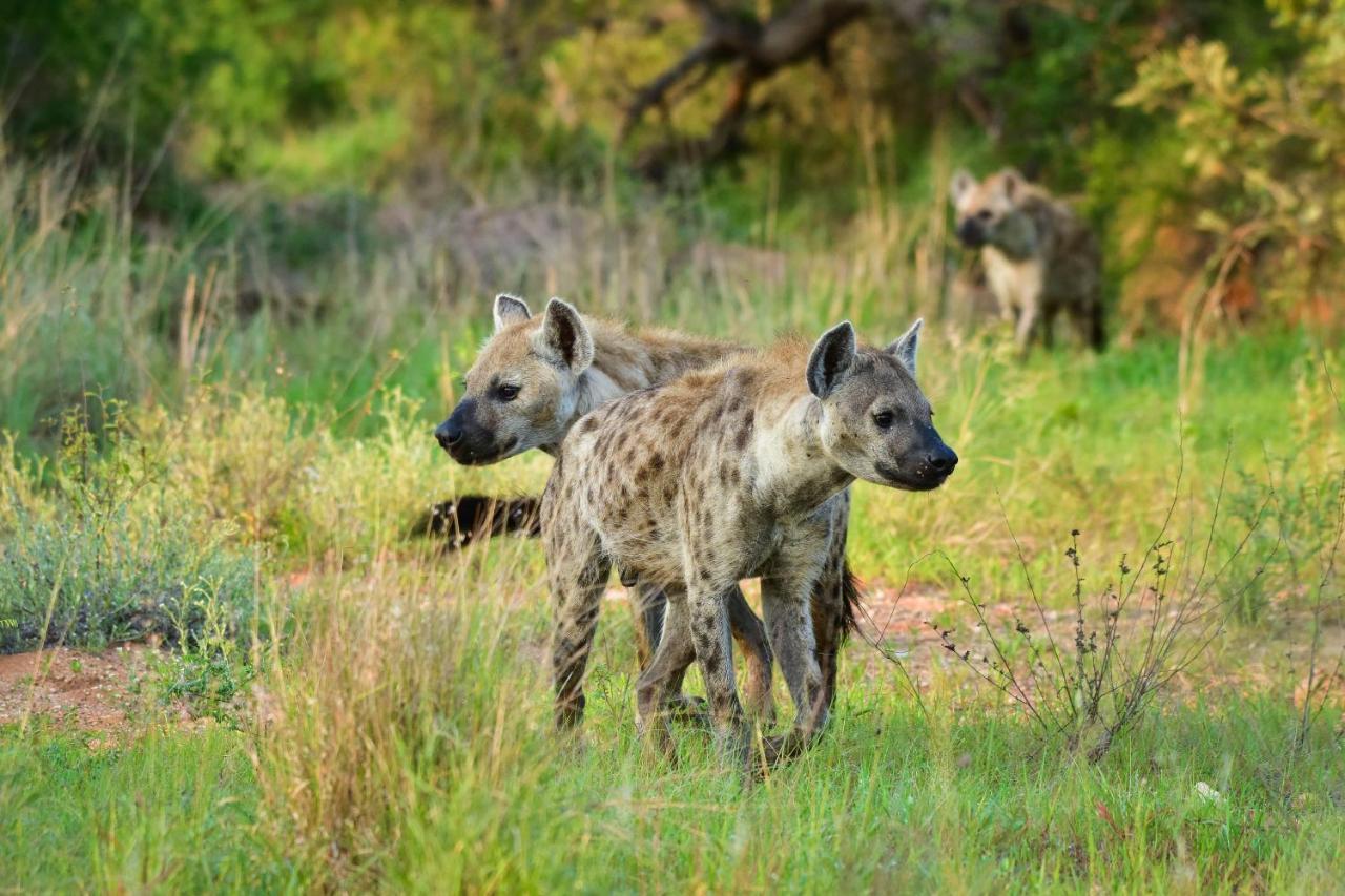 Mohlabetsi Safari Lodge Hoedspruit Exterior foto