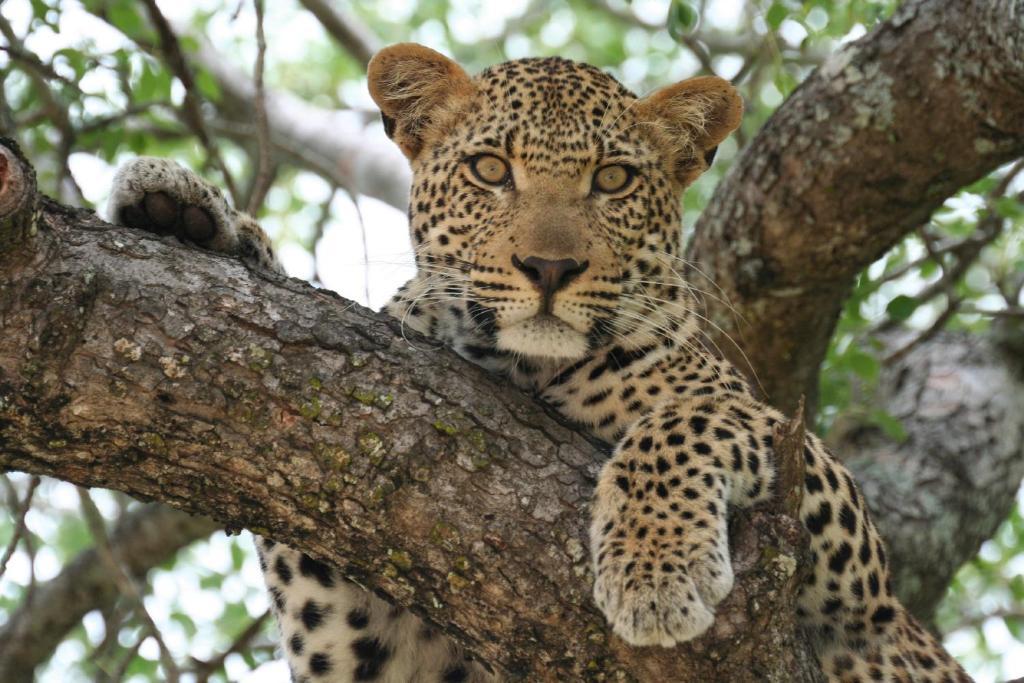 Mohlabetsi Safari Lodge Hoedspruit Exterior foto